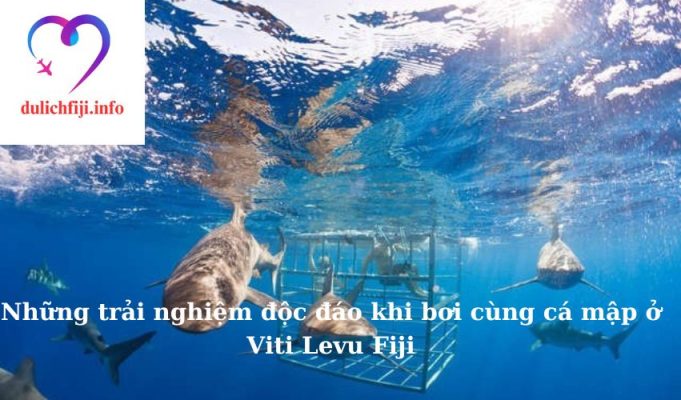 Những trải nghiệm độc đáo khi bơi cùng cá mập ở Viti Levu Fiji